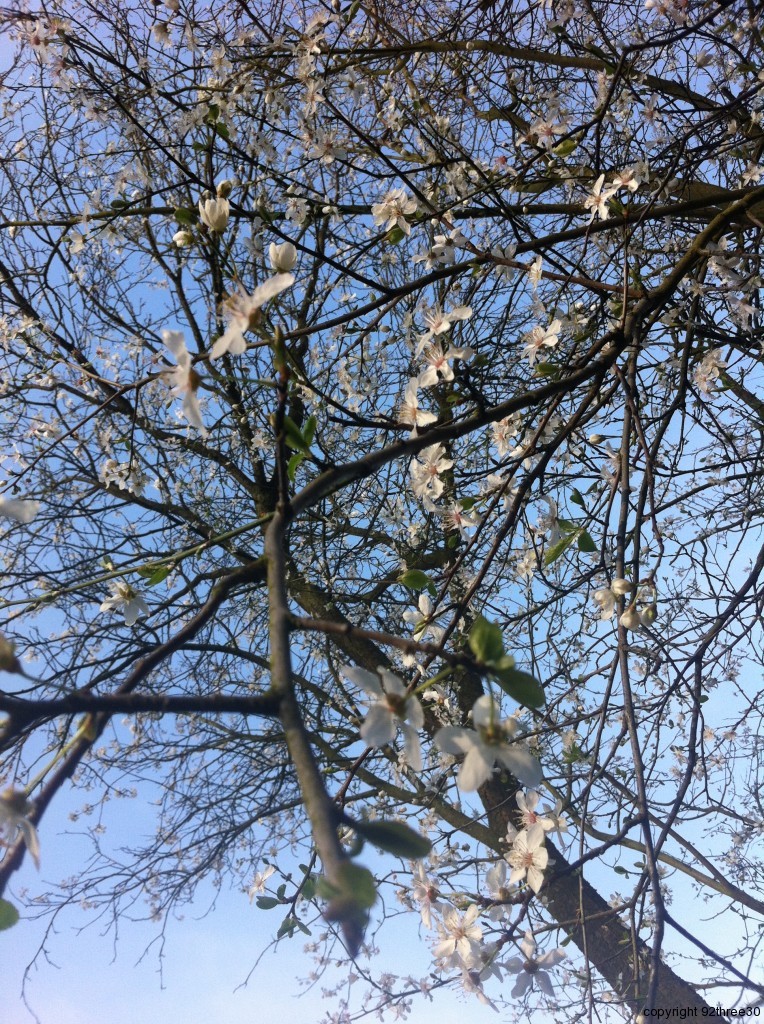 Spring hawthorn blossom 