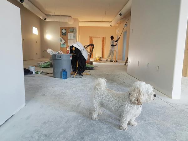 dog in a room being decorated